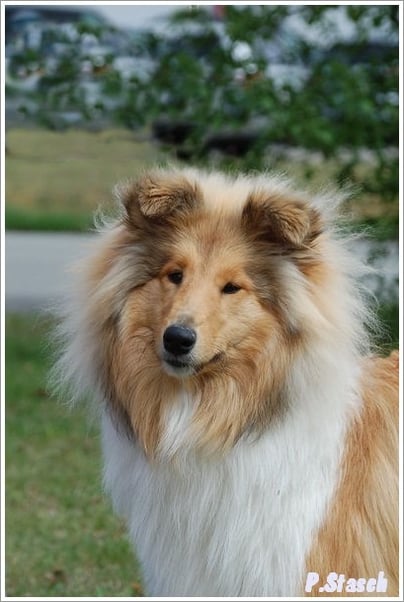 Lady Bayuma of little Queensland 8 Monate alt