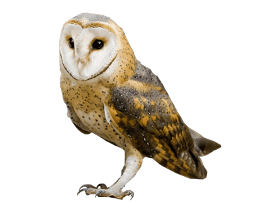 Image animaux detourée transparent sur fond blanc chouette effraie png