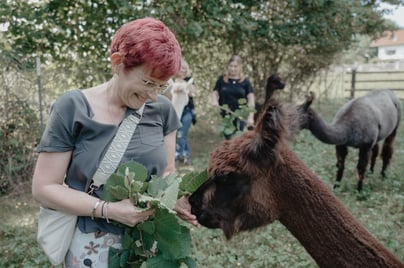 Alpaka wird mit Haselnusszweigen gefüttert. Ein natürlicher und artgerechter Snack für die Tiere.