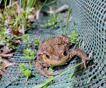 Erdkröte am Schutzzaun © A. Hallmaier