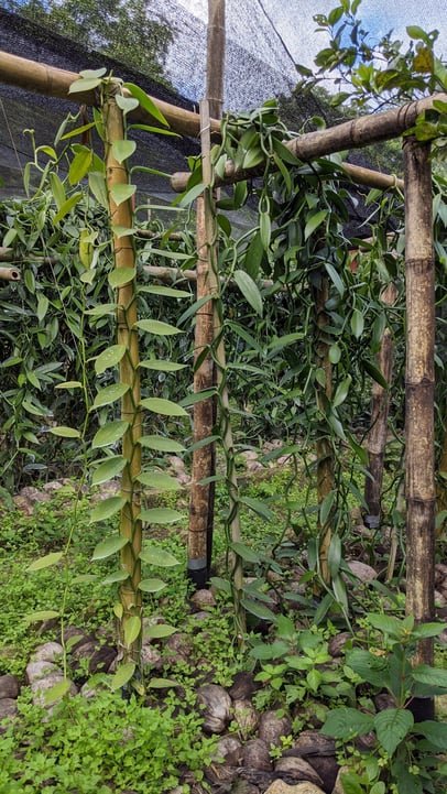 Vanille Pflanze Orchidee Plantage Papantal Mexiko