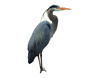 Image animaux detourée transparent sur fond blanc héron cendré png
