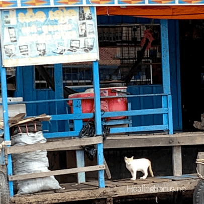 ボートに住んでる猫inカンボジア