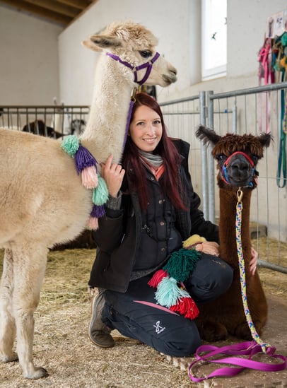 Vertrauensvoller Umgang zwischen der Mitarbeiterin und den Alpakas des Pointnerhofs.