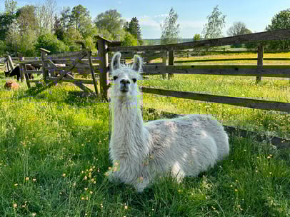 Lama Qallas liegt entspannt auf der sommerlichen Wiese und schaut neugierig in die Kamera.