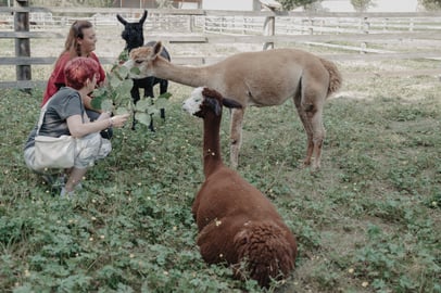 Glückliche Menschen verwöhnen Alpakas auf der Weide mit Haselnusszweigen.