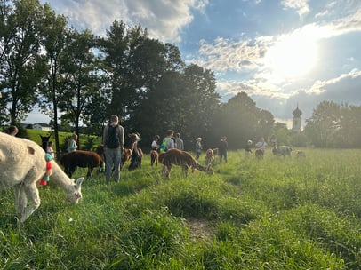 Die Alpakas & Lamas auf der Fresswiese während der Wanderung. 