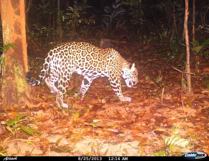 Observation du Jaguar Nature de Guyane