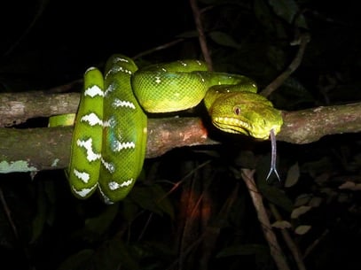 randonnée en forêt de Guyane