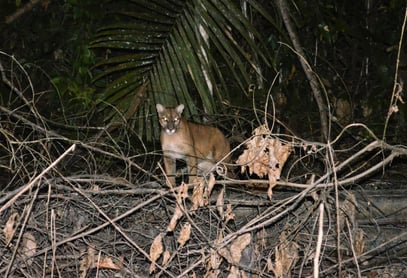 ma observé sur le lac de Petit Saut en Guyane avec Nature de Guyane