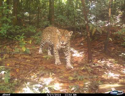 Jaguar Petit Saut randonnée Guyane
