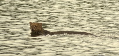 Jaguarondi Guyane randonnée découverte forêt