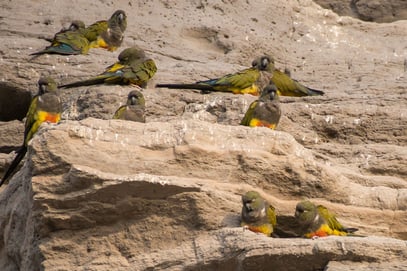 El Condor ... hier lebt die weltgrösste Papageienkolonie in den Felsen am Atlantik