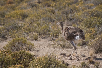 Nandu ... diese vorwitzigen und doch scheuen Tiere begleiten uns seit Wochen ... auch auf der Peninsula Valdes.