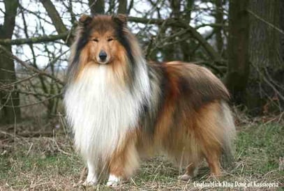 Unglaublich Klug Dane of Kassiopeia HD-A, CEA/PRA frei,MDR1 +/+