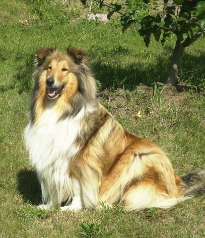 Fresena`s Chantal CEA/PRA frei, MDR 1 +/-