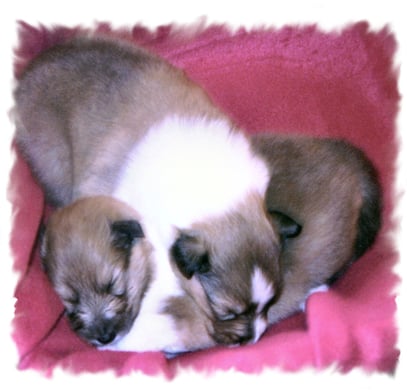 Bayuma unten 7 Tage alt .