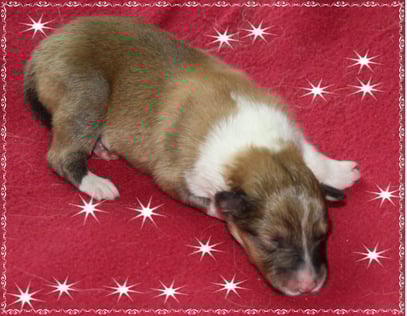 Rüde 4 Geburtsgewicht 351g