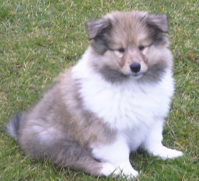 Bayuma 12 Wochen alt