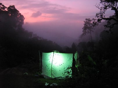 Lighttrap for insects in the rainforest