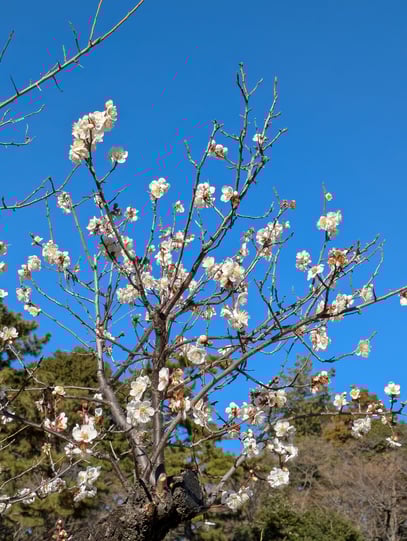 大倉山梅園白梅