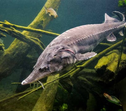 Drill Point Fishing Onlineshop Bildimpression Stör, Angelköder-Produkte für den Fang