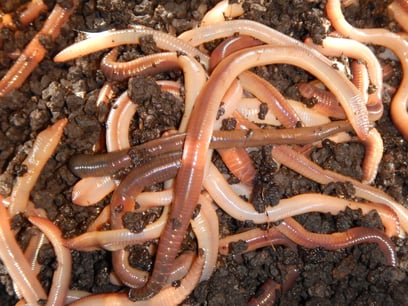 Im Drill Point Fishing Onlineshop kannst frische Lebendköder zum Angeln kaufen! Jetzt günstig Angelwürmer und Maden online bestellen!