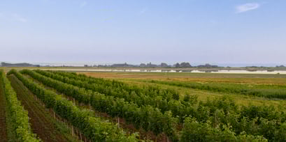 Radfahren Neusiedlersee