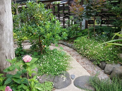 こちらは源平菊です。ピンクと白の細かな花が可憐