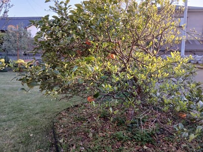 残った橙を集めたら・・・