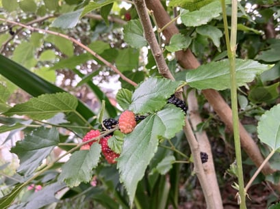 ブラックベリーも沢山実をつけました！