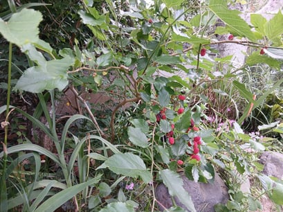 実が黒くなったら収穫です