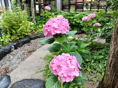 とても大きくて見ごたえのある紫陽花です