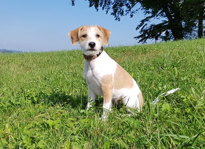 Chlini Candis, 25. September 2017