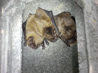 Kleiner Abendsegler, © Matthias Weiß