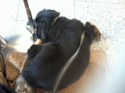 Baki in der Eisdiele