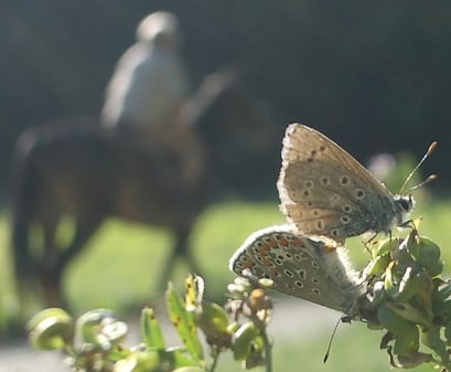 18.9.04, 15:52 Schwieberdingen gr. Wiese bei Neumühle Kamera: Pentax Optio S
