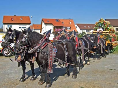 23.9.2007 Markgröningen Kamera: Fuji Finepix F30