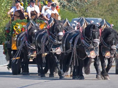 Sechsspänner, Kaltblüter; 23.9.2007 Markgröningen Kamera: Canon EOS 20D / 100-400@400