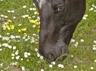 Mai 04, Markgröningen Pferdekoppel, Kamera: Olympus Camedia