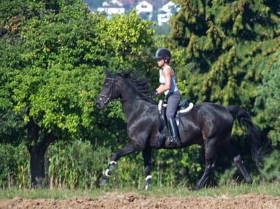 28.08.2011 Münchingen Kaiserstein, Blick nach Westen Kamera: Canon EOS 5D MkII / 100-400 x 1.5