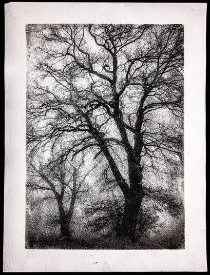 Oberlethe 2017, Tree in the Fog, Gum Oil Print, April 2020, 1/5