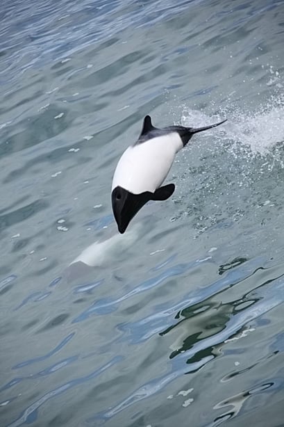 ... Comeron Delphine