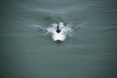Begleitung bei der Überfahrt über die Magellan Strasse nach Feuerland...