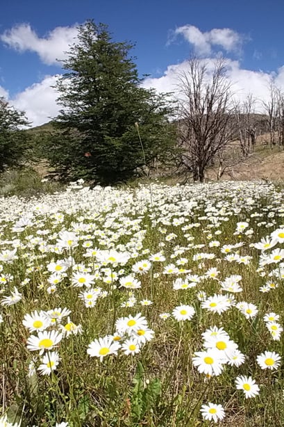 Torres del Paine N.P.