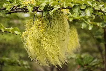 Torres del Paine N.P. - bärtige Schmarozerpflanzen