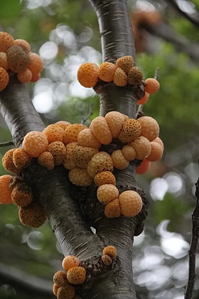 Tierra del Fuego N.P. - Pan del Indio Pilze