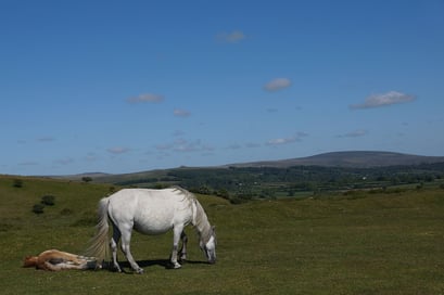 Dartmoor Nationalpark mit seinen frei lebenden Pferden