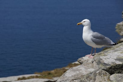 Tintagel Castle - Blick auf den Atlantik