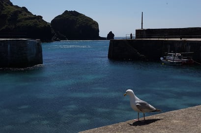 Mullion Cove - Hafen